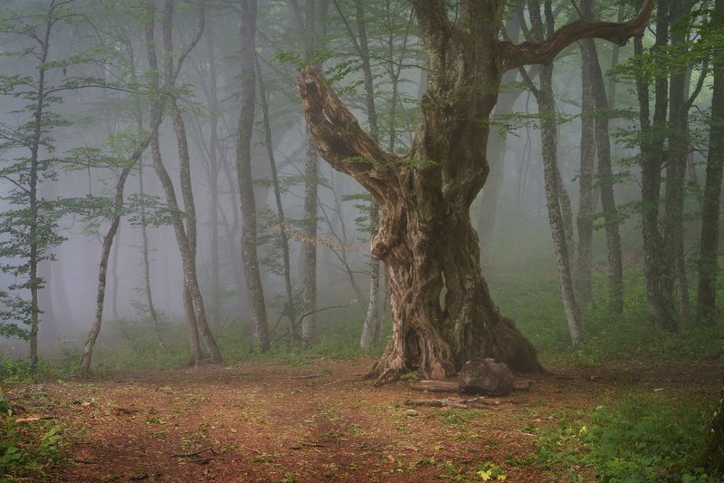 Старичок лесовичокphoto preview