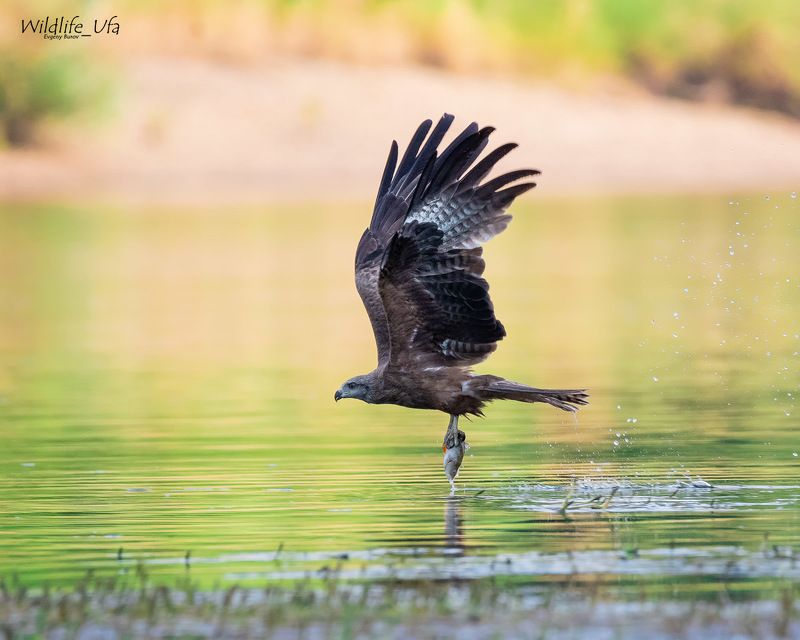 Чёрный коршун / Black kite / Milvus migransphoto preview