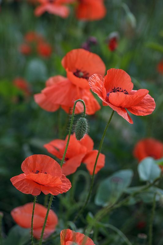 tokina 100 macro, beautiful, красивый, moment, момент, nature, природа, летняя, summer, лето, flowers, цветы, poppies, маки, insects, насекомые, pismire, муравей, bees, пчелы, bumblebee, шмель, Огоньки, зажженные июнем.photo preview