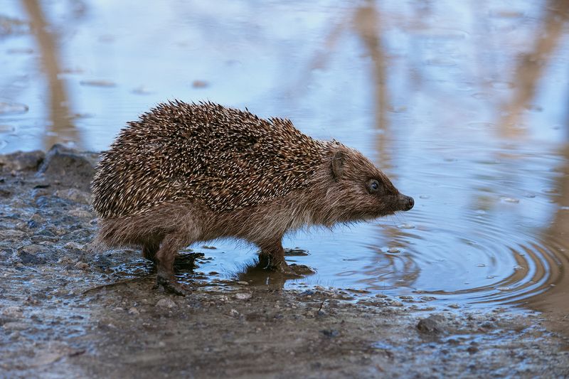 canon 55-250, beautiful, красивый, moment, момент, nature, природа, wildlife, animal, животное, hedgehog, ежик, Пить или не пить - вот в чем вопрос... :)photo preview