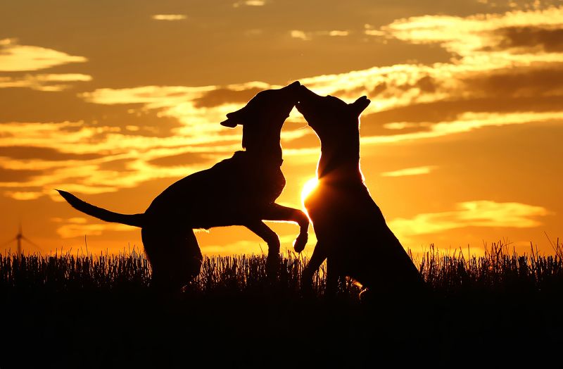 Поцелуй на закатеphoto preview