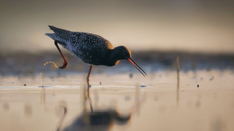 brodziec śniadyphoto preview