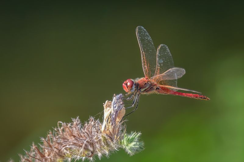 odonata; dragonfly; libellule; insect; Odonatasphoto preview
