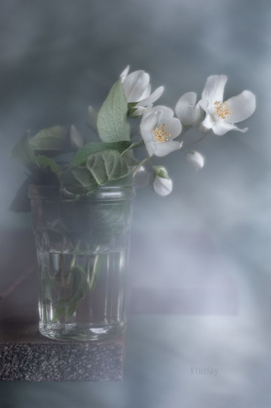 жасмин, чебушник Продолжая жасминовую темуphoto preview