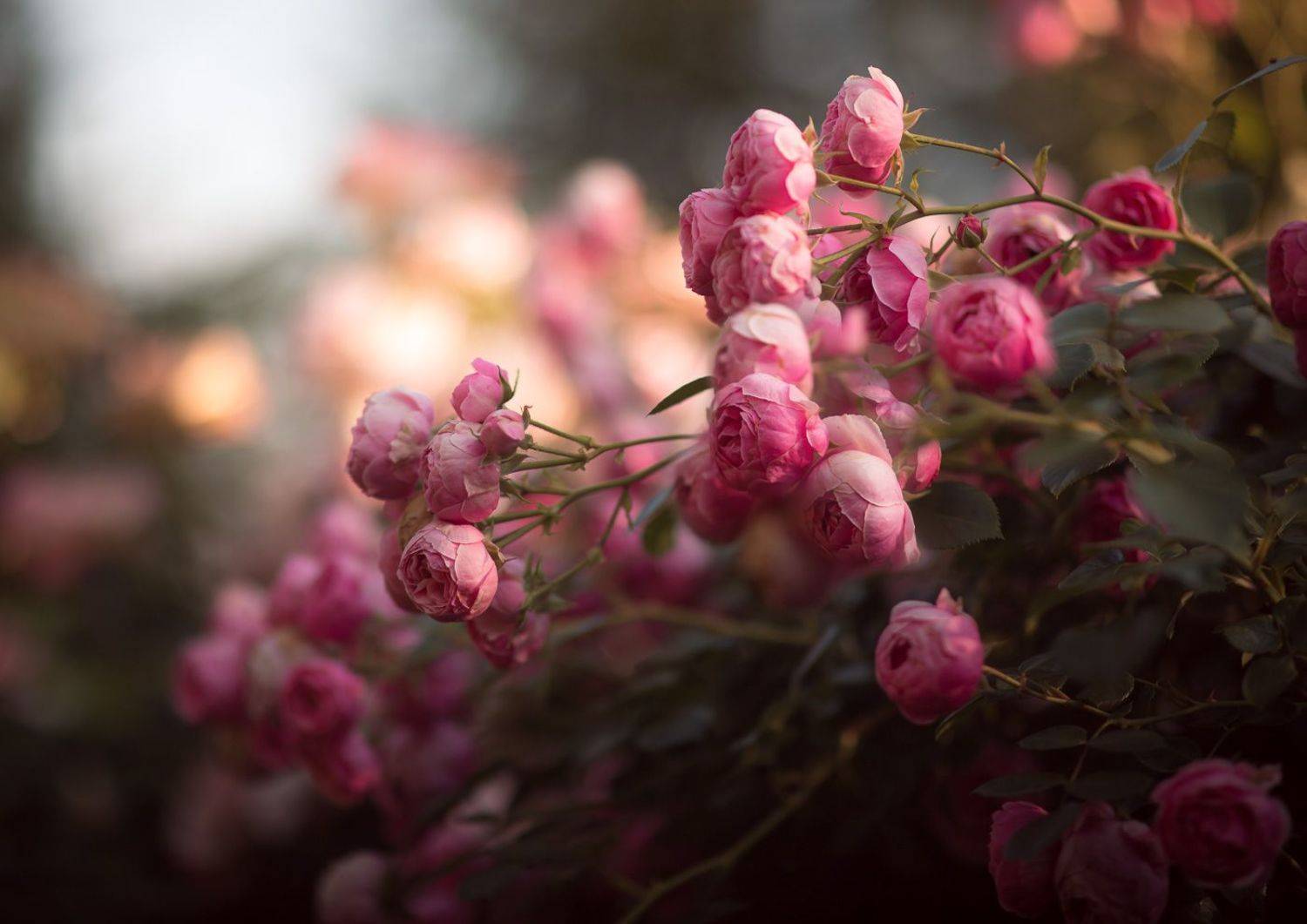 Pomponella rose. Автор: Алексей Юденков flowers, garden, pomponella, rose, цветы, садовые, помпонелла, роза, Алексей Юденков