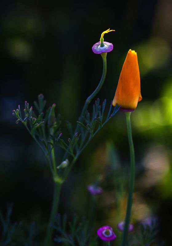 природа, дача, сад, цветы Натюрморт в вечернем светеphoto preview