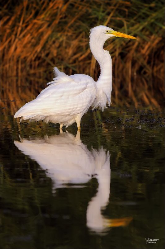 Суровыйphoto preview