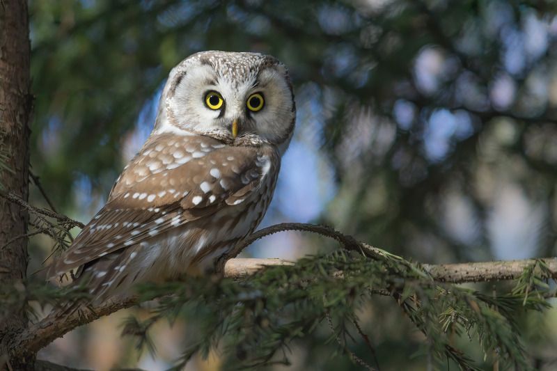 сыч, мохноногий сыч, птицы, новосибирск Удивлённый мохноног фото превью
