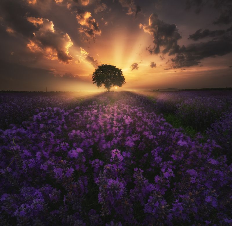 Лаванда в Болгарииphoto preview