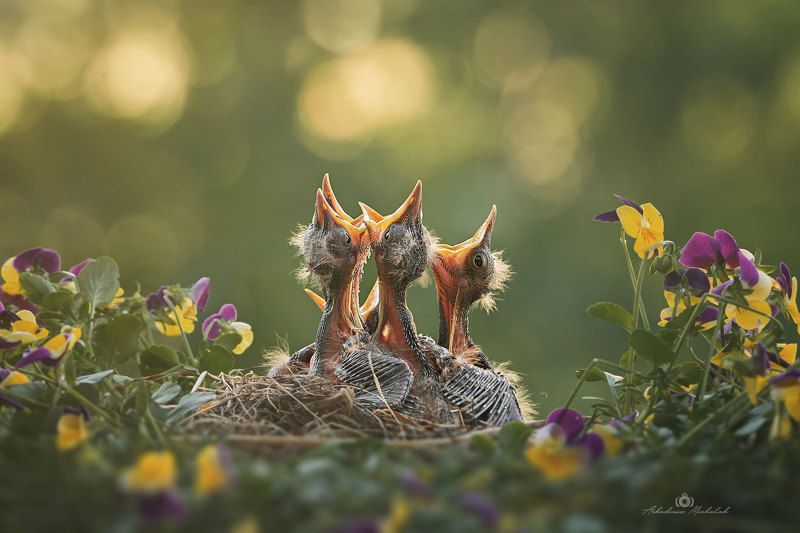 Kwiczoł (Turdus pilaris)photo preview
