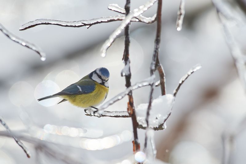 nature, wildlife, birds ***photo preview