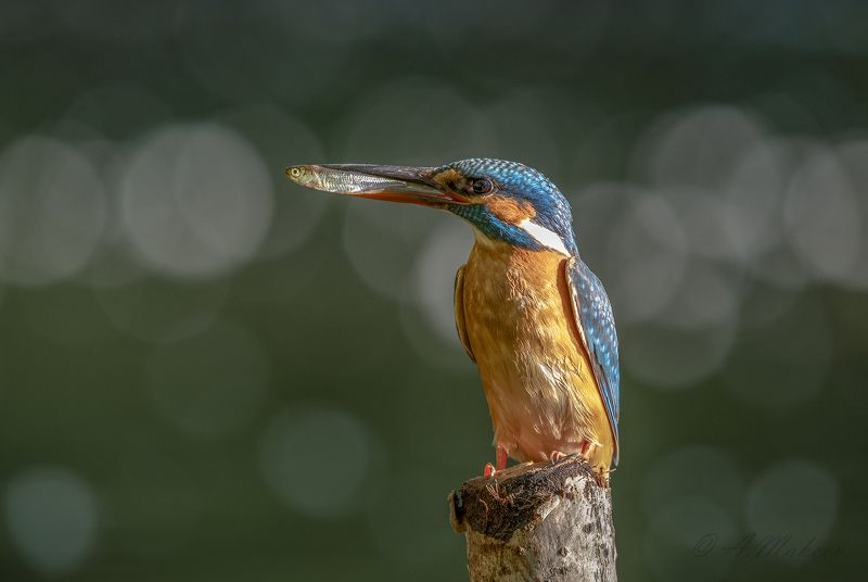 зимородок С уловом...photo preview