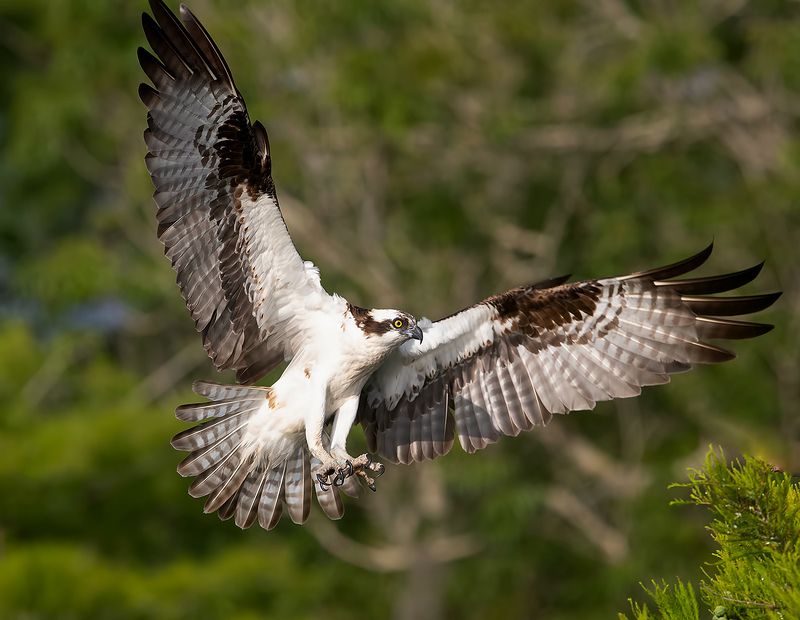 скопа, osprey, florida, флорида, хищные птицы Osprey - Скопаphoto preview
