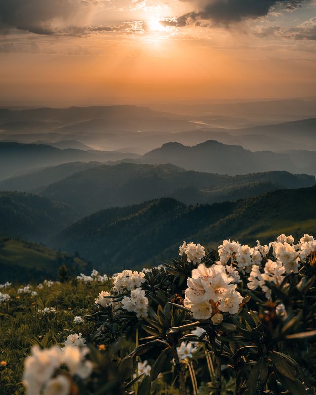 рододендрон, тхач, рассвет 5 утра на горе Асбестнойphoto preview