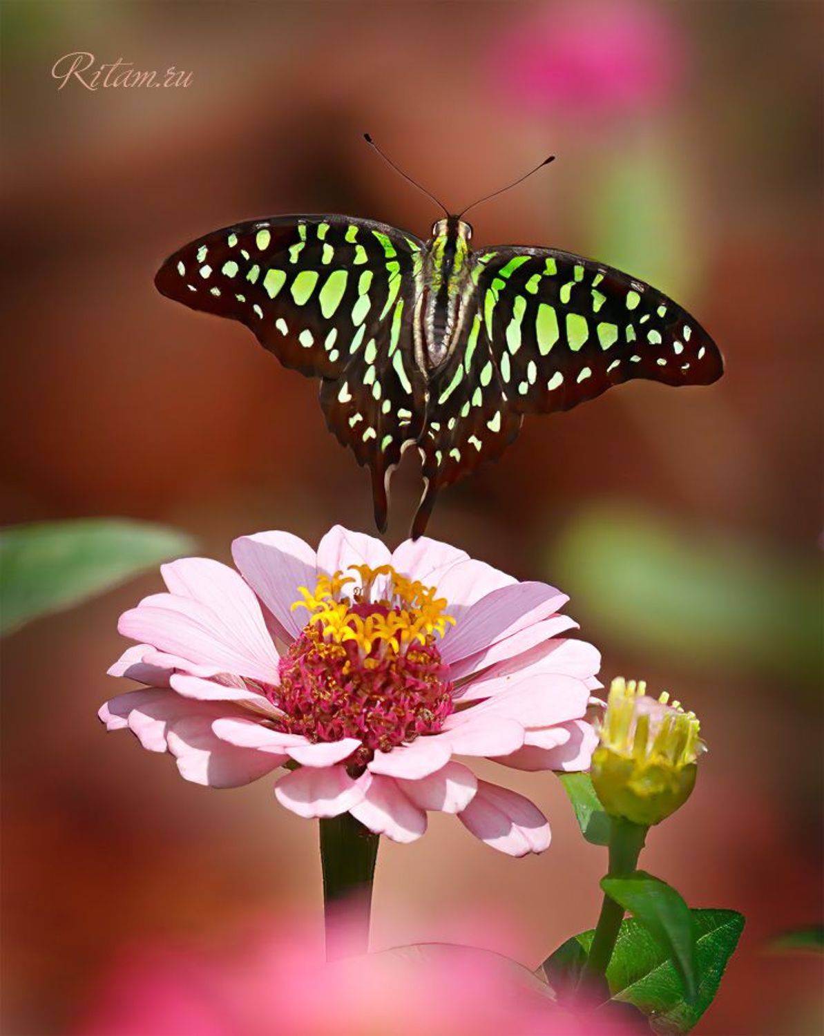 бабочка, парусник, butterfly, графиум агамемнон, graphium agamemnon, индия, india, ритам, мельгунов, ritam, melgunov, стихи, поэзия, poetry, Ритам Мельгунов