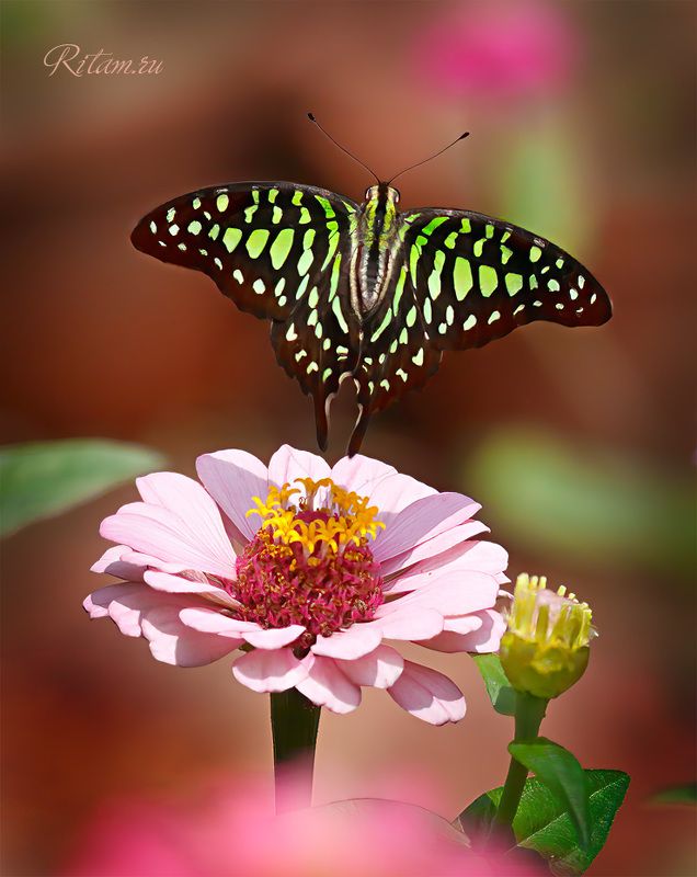 бабочка, парусник, butterfly, графиум агамемнон, graphium agamemnon, индия, india, ритам, мельгунов, ritam, melgunov, стихи, поэзия, poetry Поехали! / Butmanphoto preview