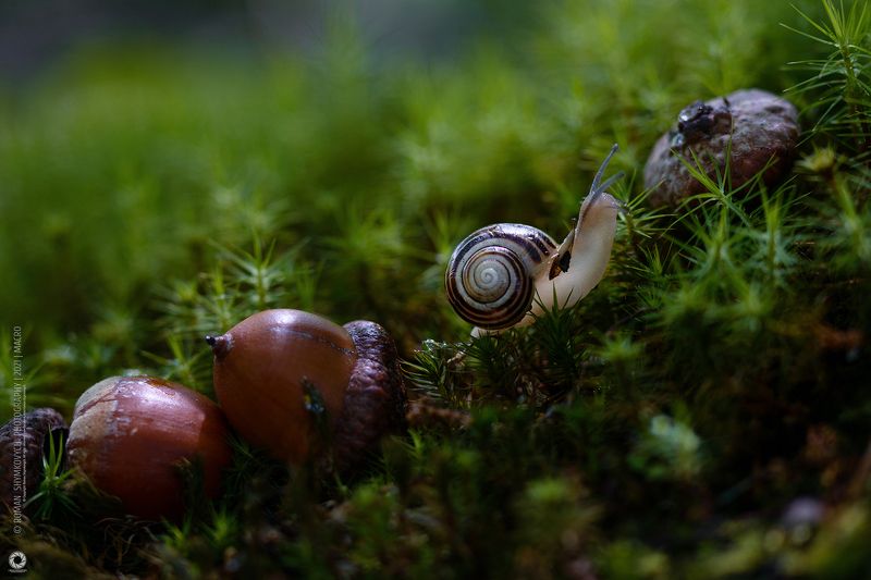 Путешественник.photo preview