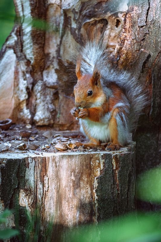 canon 55-250, beautiful, красивый, moment, момент, nature, природа, wildlife, animal, животное, red, рыжая, squirrel, белка, Грызун обыкновенный прожорливости необыкновенной :)photo preview