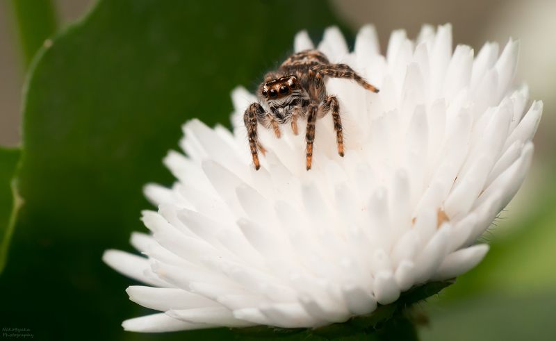 макро, природа, пауки, скакун, цветы, маргаритка, лето, macro, nature, spiders, horse, flowers, daisy, summer, ***photo preview