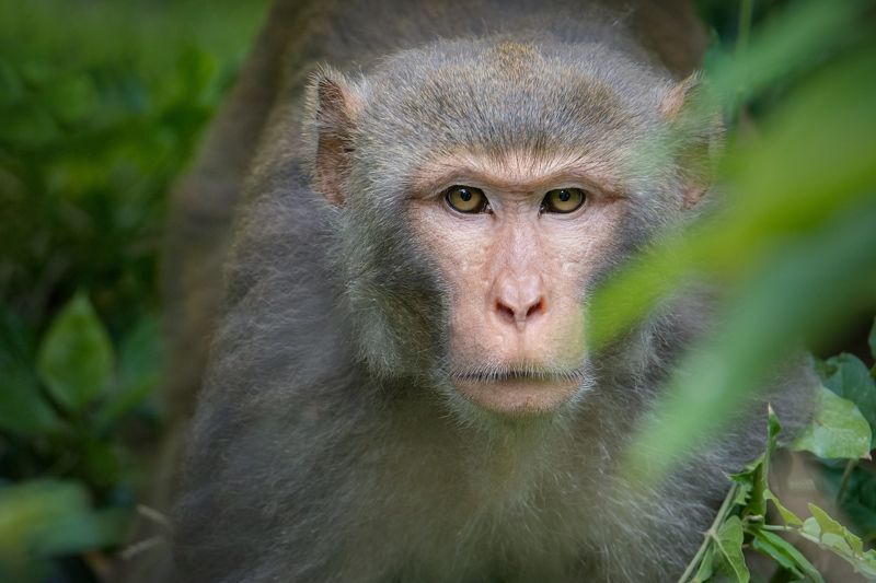 wildlife, nature, forest, 2021, 35awards rhesus macaquephoto preview