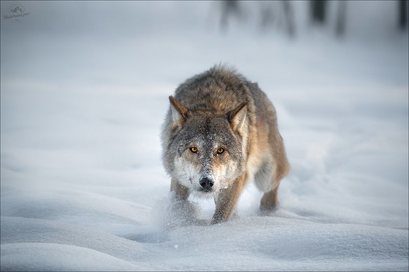 волк, wolf, красная шапочка, беларусь, красный бор, фототур в красный бор, фотоохота, фототур в красный бор, фотоохота в беларуси, фототур на рождество, canis lupus, red riding hood, серый волк, обыкновенный волк, евразийский волк, европейский волк, Я в поросятах знаю толк ...photo preview