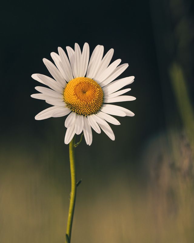 солнцеphoto preview