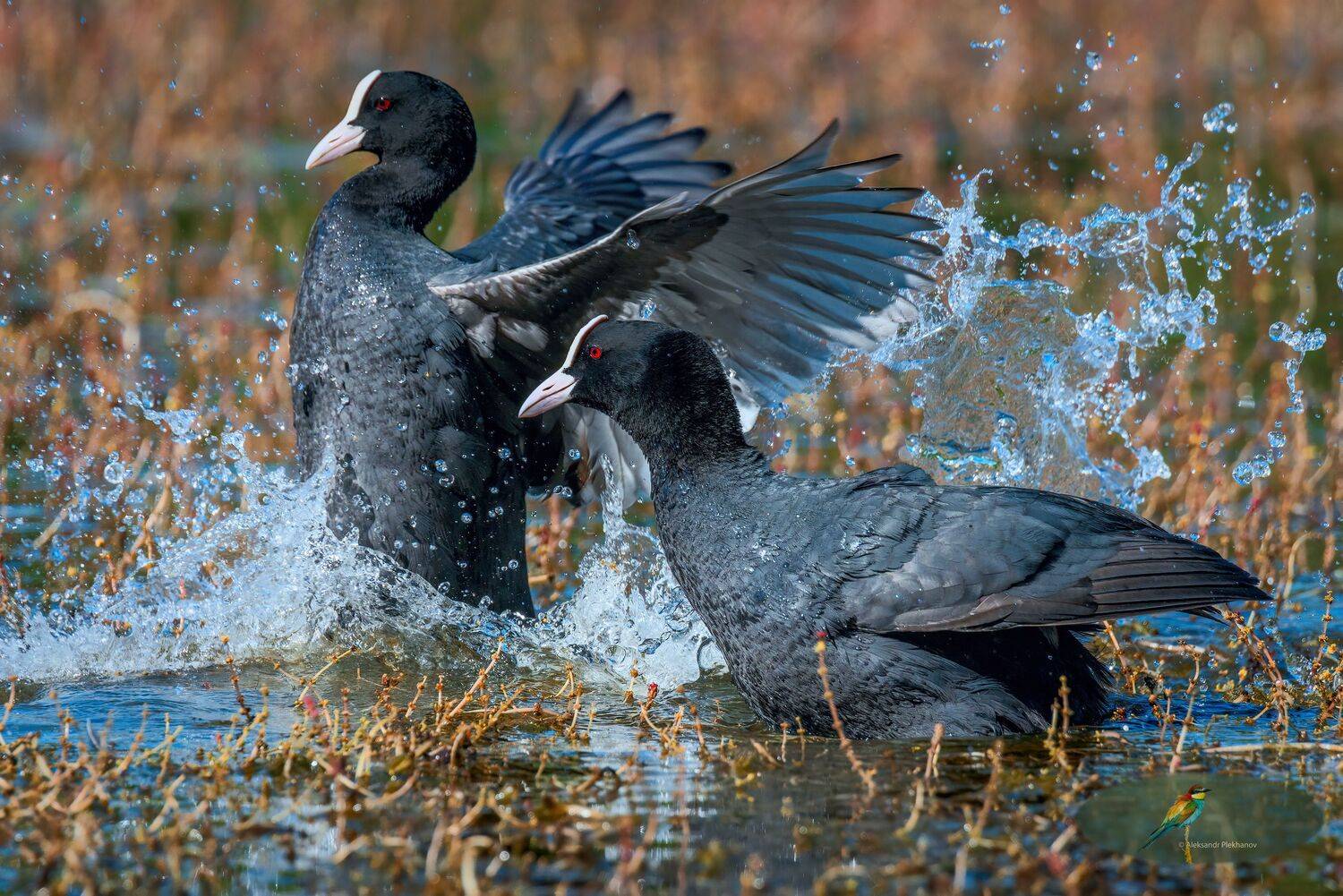 Водный мир. Автор: Alexander Plekhanov , Alexander Plekhanov