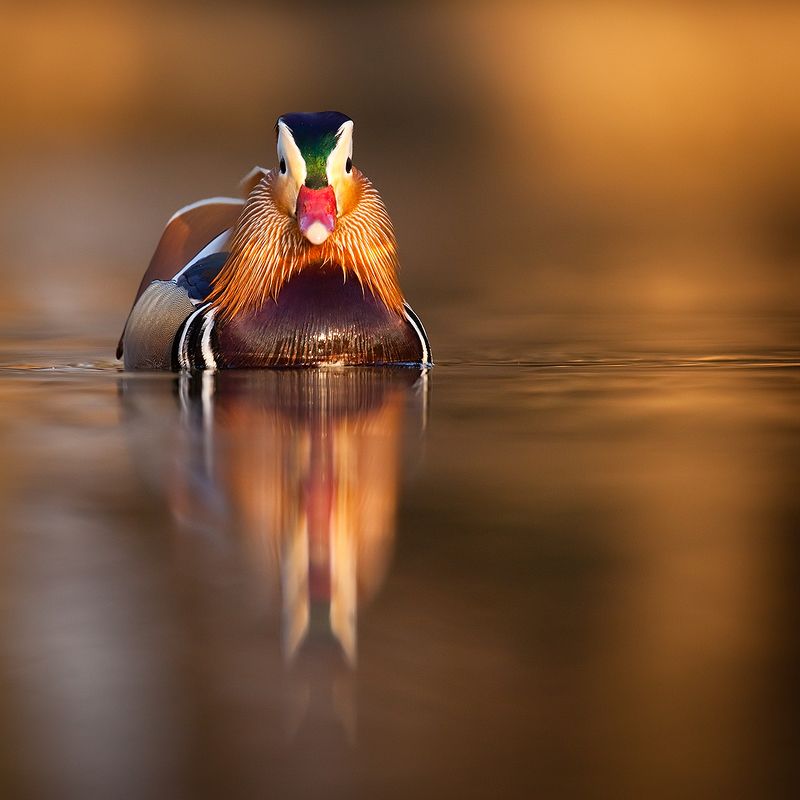 Mandarin duckphoto preview