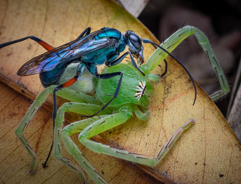 Macro wildlife insects Killing for livingphoto preview