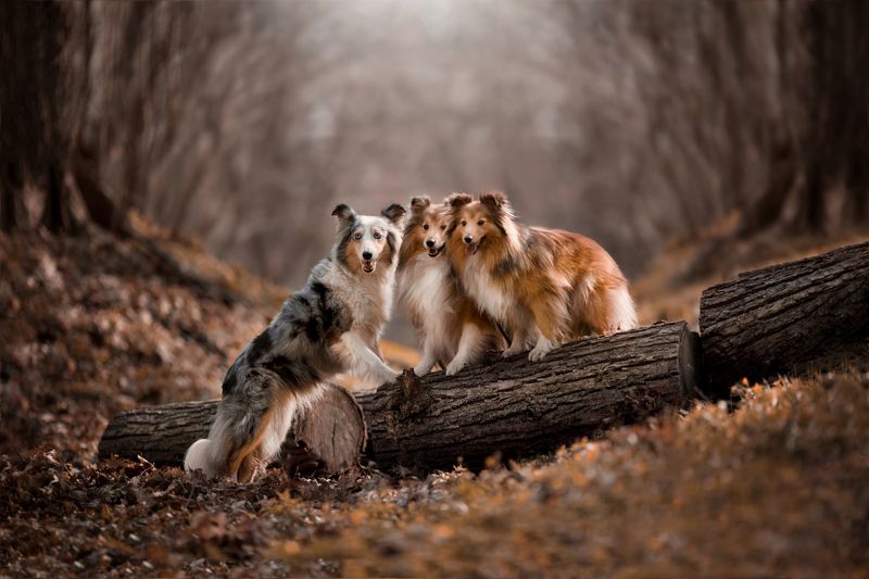 шелти, собаки Три перцаphoto preview