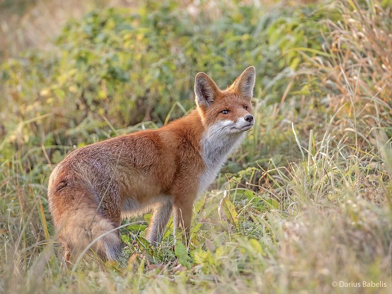 Лисицаphoto preview