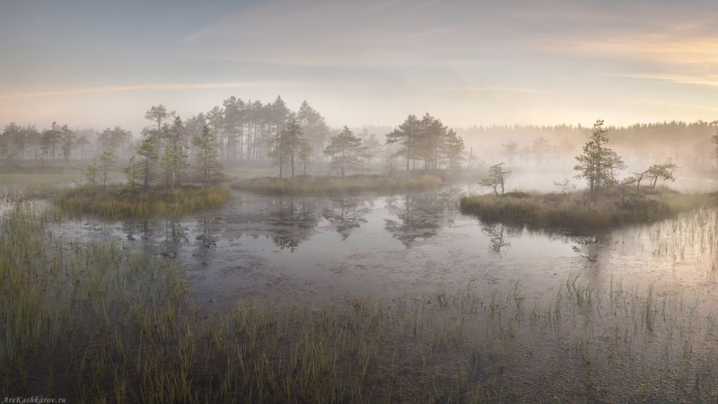 болото, ленобласть, фототур, туман, ленинградская область, восход, рассвет, болотные топи \