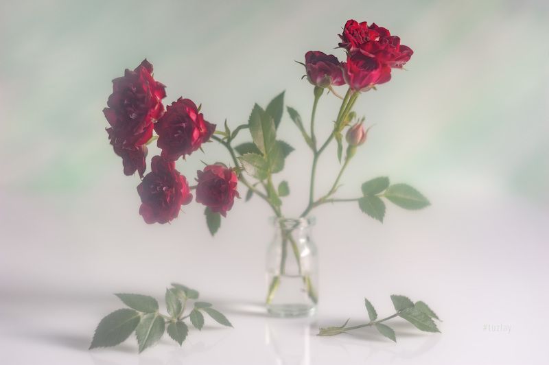 маленькие розы, кустовые розы Маленькие, но розы!photo preview