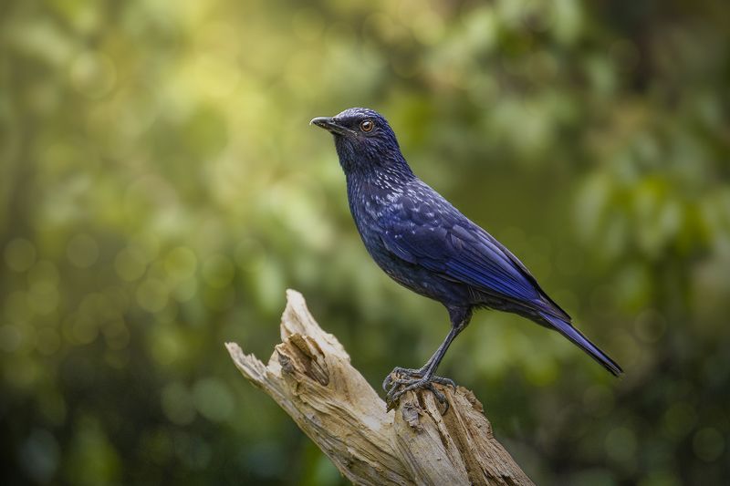 Птица счастьяphoto preview