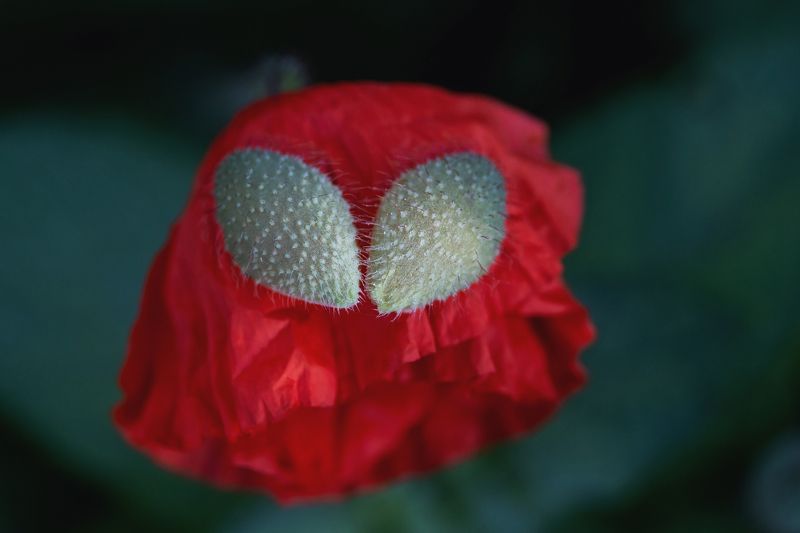 Парочкаphoto preview