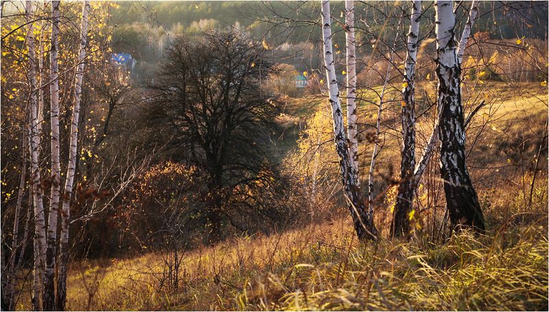 васильков васильків Цвет ноябряphoto preview