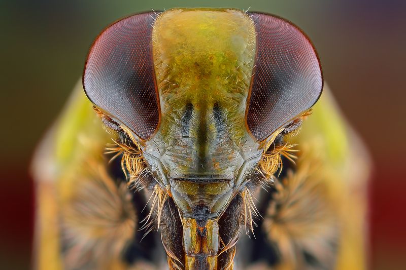 irass, waledzik, nat geo, olympus, close up, macro, extreme macro, макро Alien.photo preview