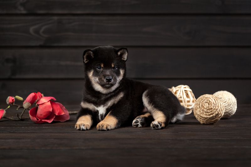 сиба-ину щенки Милые сибята.photo preview