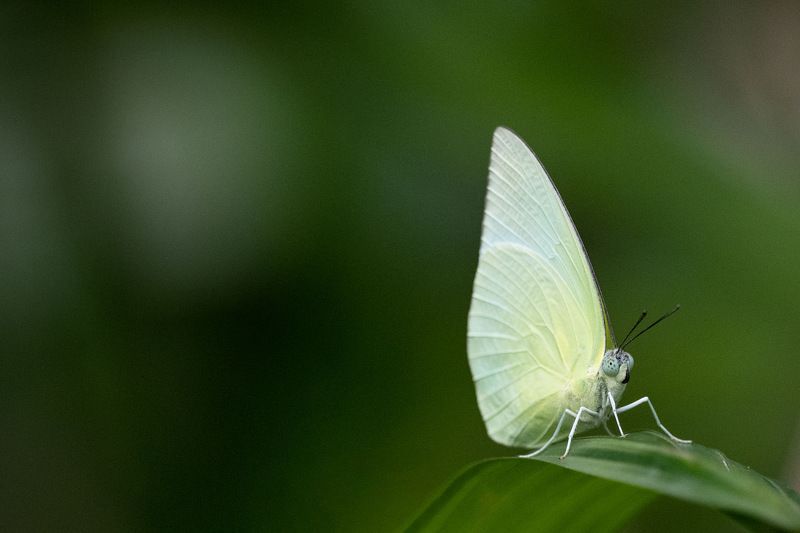 #butterfly Butterflyphoto preview