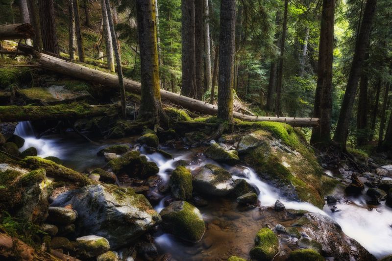 Теплый вечер в лесуphoto preview