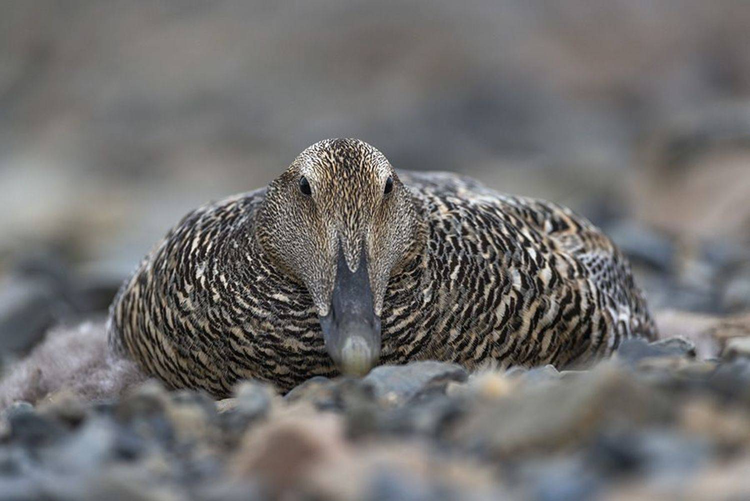 чукотка, арктика, гнездо, яйца, утка, гага обыкновенная, Максим Деминов