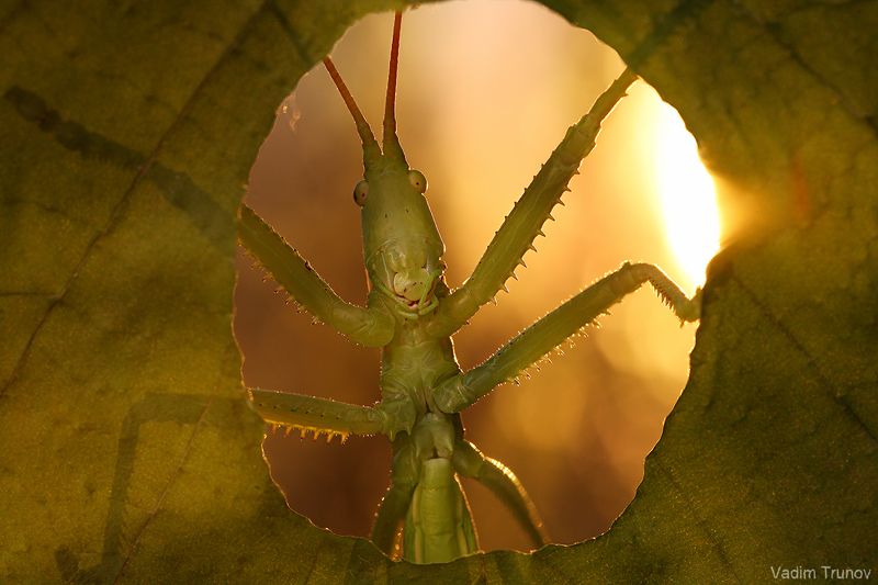 кузнечик *** фото превью