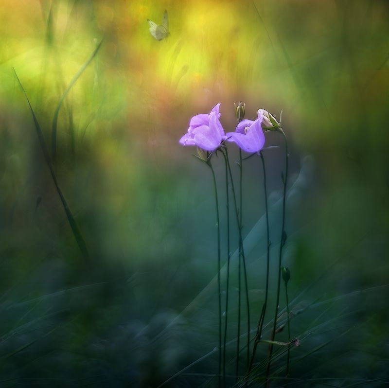 лето, колокольчики, мотылек Летние грёзы...photo preview