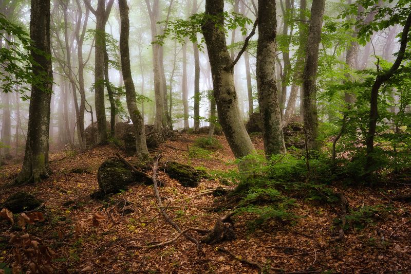 лес, деревья Сказочный лесphoto preview