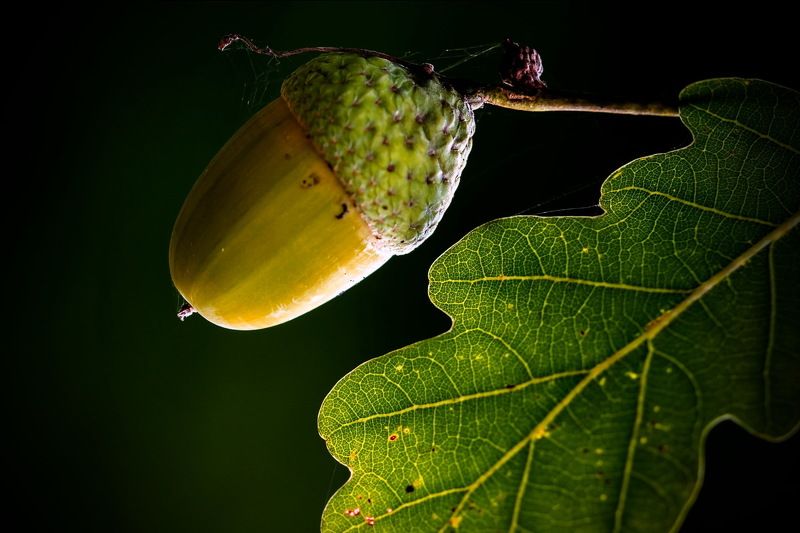 Жёлудь...photo preview