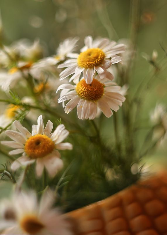 лето, ромашки, стихи, мой день рождения Белые ромашки фото превью