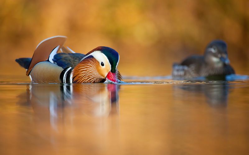 Mandarin duckphoto preview