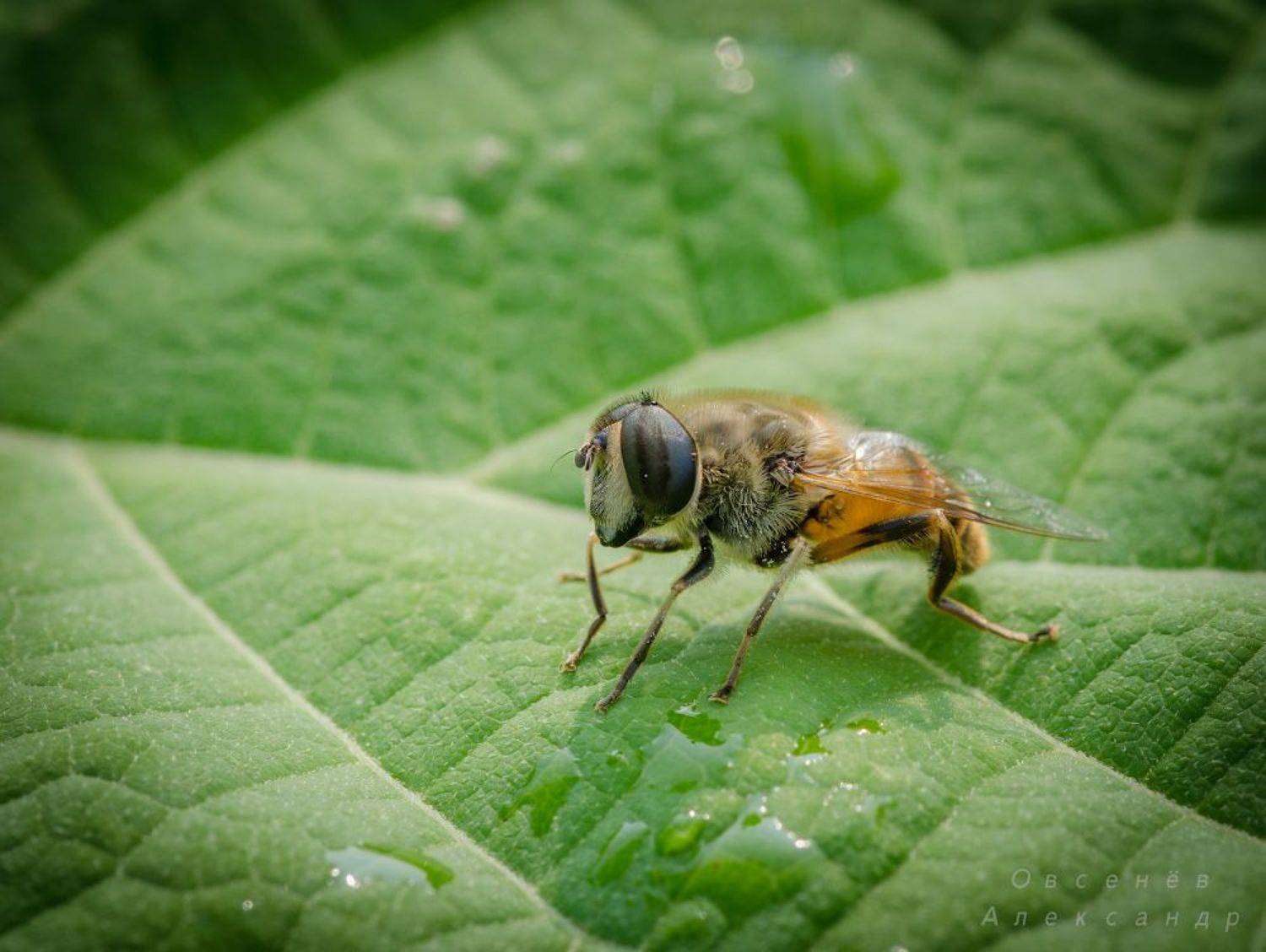 На отдыхе.. Автор: Александр Овсенёв , Александр Овсенёв