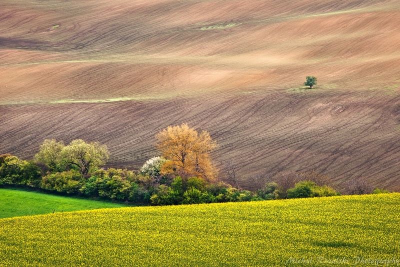 moravia, ,hills, ,spring, ,season, ,colors, ,tree, ,light, ,sunrise, ,fields, ,landscape, ,photography, ,blooming, ,grass, ,flowers Blooming in springphoto preview