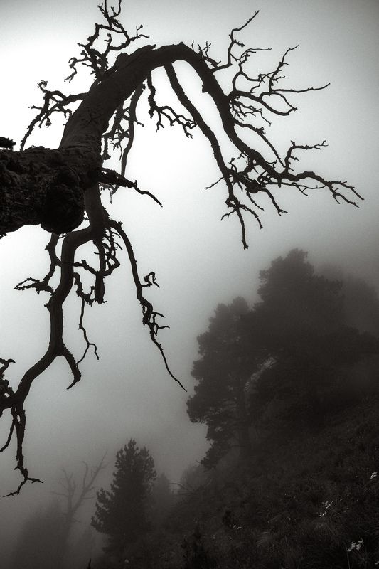 не одинphoto preview